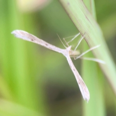 Stenoptilia zophodactylus at Harcourt Hill - 16 Mar 2024