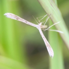 Stenoptilia zophodactylus at Harcourt Hill - 16 Mar 2024