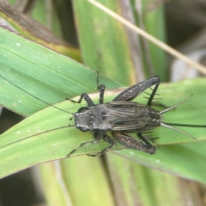 Bobilla sp. (genus) at Harcourt Hill - 16 Mar 2024