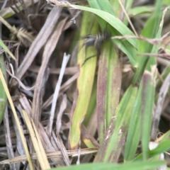 Bobilla sp. (genus) at Harcourt Hill - 16 Mar 2024