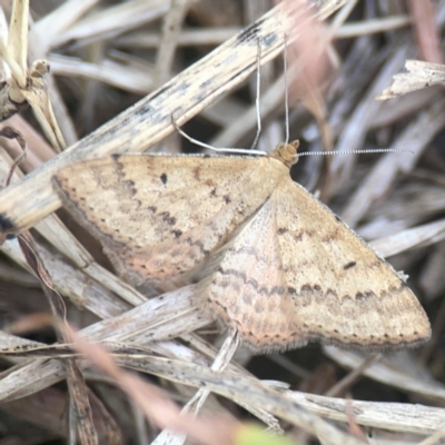 Scopula rubraria (Reddish Wave, Plantain Moth) at Harcourt Hill - 16 Mar 2024 by Hejor1