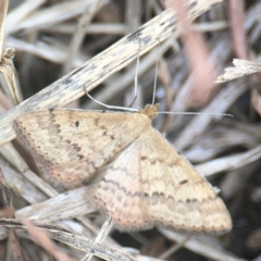 Scopula rubraria at Harcourt Hill - 16 Mar 2024