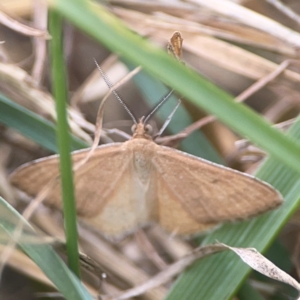 Scopula rubraria at Harcourt Hill - 16 Mar 2024