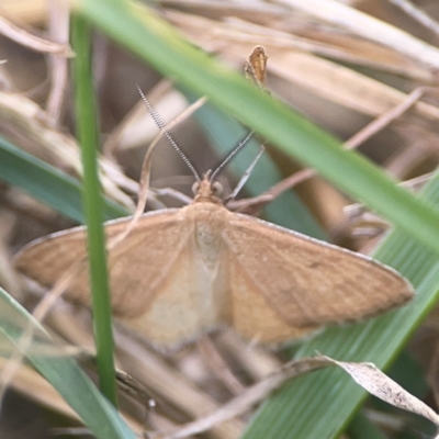 Scopula rubraria (Reddish Wave, Plantain Moth) at Nicholls, ACT - 16 Mar 2024 by Hejor1