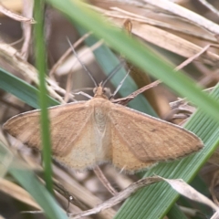 Scopula rubraria at Harcourt Hill - 16 Mar 2024