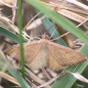 Scopula rubraria at Harcourt Hill - 16 Mar 2024