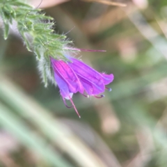 Echium plantagineum (Paterson's Curse) at Nicholls, ACT - 16 Mar 2024 by Hejor1