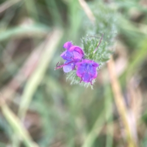 Echium plantagineum at Harcourt Hill - 16 Mar 2024 05:40 PM