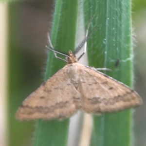 Scopula rubraria at Harcourt Hill - 16 Mar 2024 05:35 PM