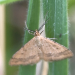 Scopula rubraria at Harcourt Hill - 16 Mar 2024 05:35 PM