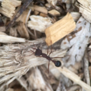 Myrmecia simillima at Harcourt Hill - 16 Mar 2024 05:33 PM