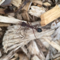 Myrmecia simillima at Harcourt Hill - 16 Mar 2024 05:33 PM