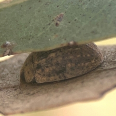 Trachymela sp. (genus) (Brown button beetle) at Nicholls, ACT - 16 Mar 2024 by Hejor1