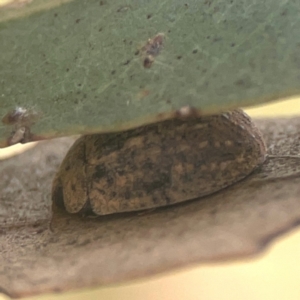 Trachymela sp. (genus) at Harcourt Hill - 16 Mar 2024 05:29 PM