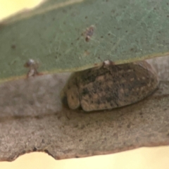 Trachymela sp. (genus) at Harcourt Hill - 16 Mar 2024 05:29 PM