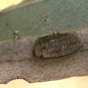 Trachymela sp. (genus) at Harcourt Hill - 16 Mar 2024 05:29 PM