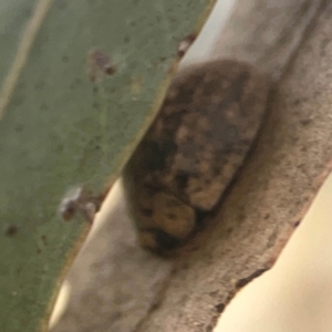 Trachymela sp. (genus) at Harcourt Hill - 16 Mar 2024