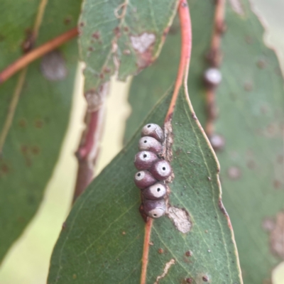 Unverified Eucalyptus Gall at Harcourt Hill - 16 Mar 2024 by Hejor1