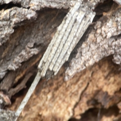 Clania ignobilis (Faggot Case Moth) at Nicholls, ACT - 16 Mar 2024 by Hejor1