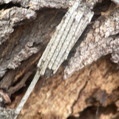 Clania ignobilis (Faggot Case Moth) at Harcourt Hill - 16 Mar 2024 by Hejor1