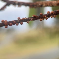 Eriococcus coriaceus (Gumtree Scale) at Nicholls, ACT - 16 Mar 2024 by Hejor1