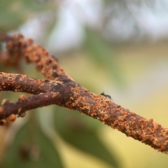 Eriococcus coriaceus at Harcourt Hill - 16 Mar 2024