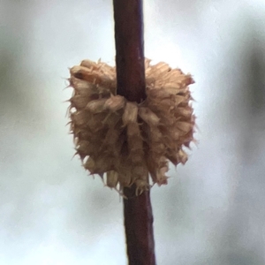 Paropsis atomaria at Harcourt Hill - 16 Mar 2024 05:24 PM