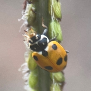 Hippodamia variegata at Nicholls, ACT - 16 Mar 2024