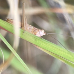 Conocephalus sp. (genus) (A Tussock Katydid) at Harcourt Hill - 16 Mar 2024 by Hejor1