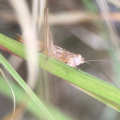 Conocephalus sp. (genus) at Harcourt Hill - 16 Mar 2024