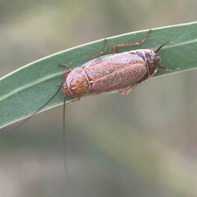 Balta spuria (A Balta Cockroach) at Nicholls, ACT - 16 Mar 2024 by Hejor1