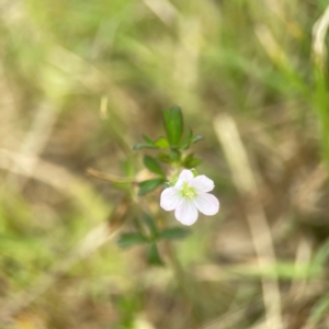 Geranium sp. Pleated sepals (D.E.Albrecht 4707) Vic. Herbarium at Harcourt Hill - 16 Mar 2024