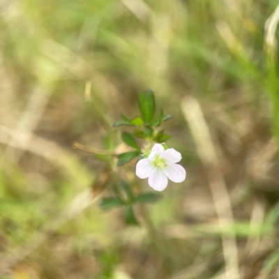 Geranium sp. Pleated sepals (D.E.Albrecht 4707) Vic. Herbarium at Nicholls, ACT - 16 Mar 2024 by Hejor1