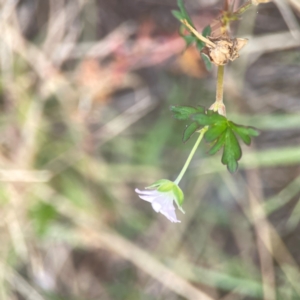 Geranium sp. Pleated sepals (D.E.Albrecht 4707) Vic. Herbarium at Harcourt Hill - 16 Mar 2024