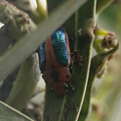 Calomela curtisi (Acacia leaf beetle) at Nicholls, ACT - 16 Mar 2024 by Hejor1