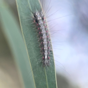 Anestia (genus) at Nicholls, ACT - 16 Mar 2024 05:02 PM