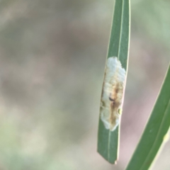 Glycaspis sp. (genus) at Nicholls, ACT - 16 Mar 2024 by Hejor1