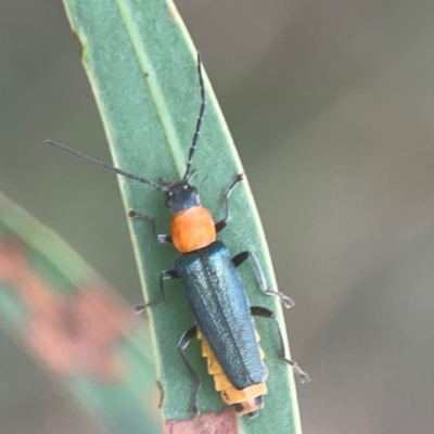 Chauliognathus tricolor (Tricolor soldier beetle) at Nicholls, ACT - 16 Mar 2024 by Hejor1