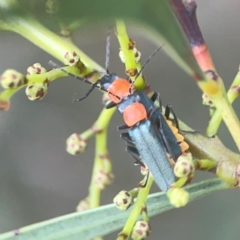 Chauliognathus tricolor at Nicholls, ACT - 16 Mar 2024 05:05 PM