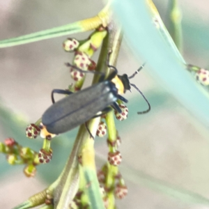 Chauliognathus lugubris at Nicholls, ACT - 16 Mar 2024