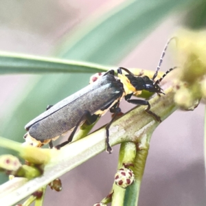 Chauliognathus lugubris at Nicholls, ACT - 16 Mar 2024