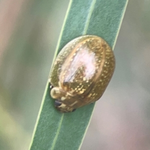 Paropsisterna cloelia at Nicholls, ACT - 16 Mar 2024 04:59 PM