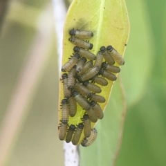 Paropsisterna cloelia at Nicholls, ACT - 16 Mar 2024 04:59 PM