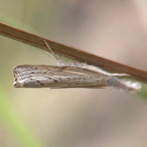 Culladia cuneiferellus at Harcourt Hill - 16 Mar 2024