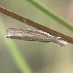 Culladia cuneiferellus at Harcourt Hill - 16 Mar 2024