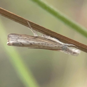 Culladia cuneiferellus at Harcourt Hill - 16 Mar 2024