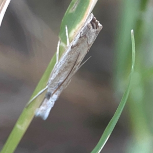 Culladia cuneiferellus at Harcourt Hill - 16 Mar 2024