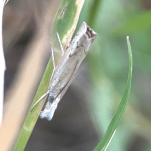 Culladia cuneiferellus at Harcourt Hill - 16 Mar 2024