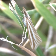 Hednota species near grammellus (Pyralid or snout moth) at Harcourt Hill - 16 Mar 2024 by Hejor1