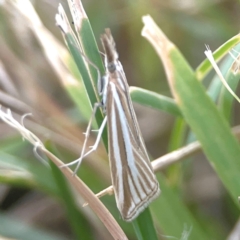 Hednota species near grammellus at Harcourt Hill - 16 Mar 2024